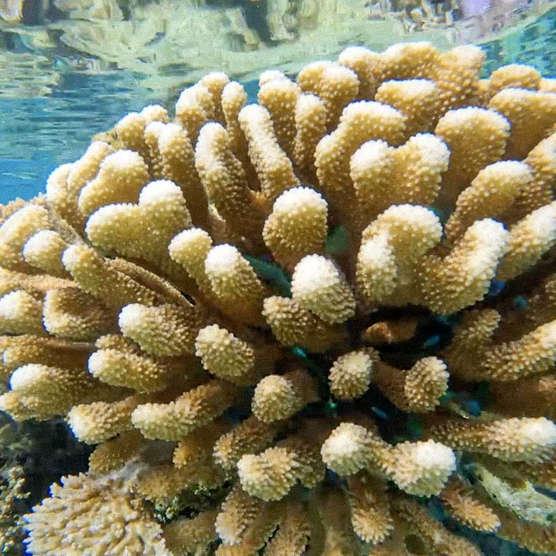Teahupo'o Lagoon Tour Snorkeling
