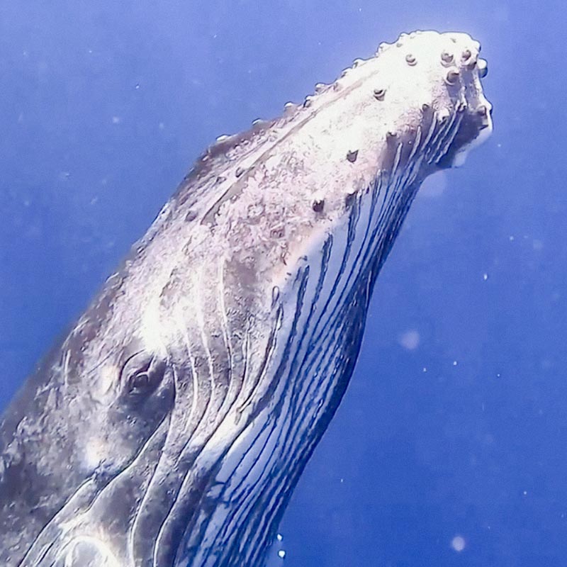 Teahupo'o Lagoon Tour Tours baleine